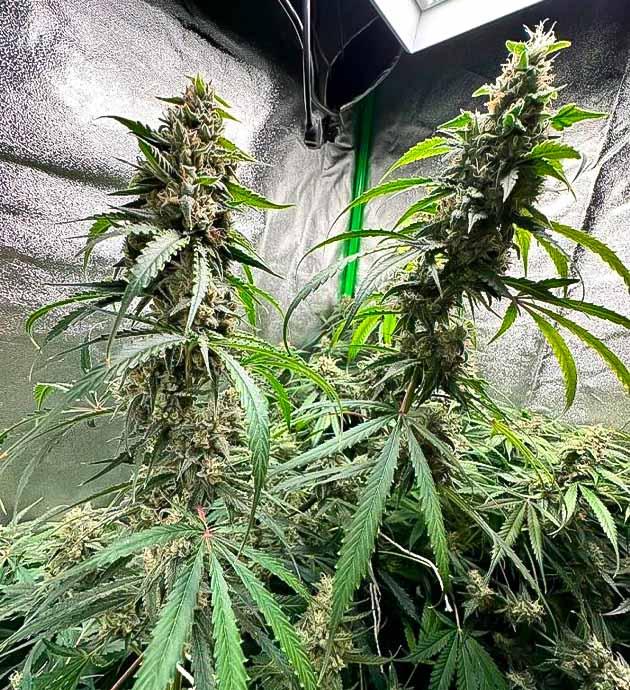 Марихуана на 10 неделе выращивания 6 неделя цветения конопли
