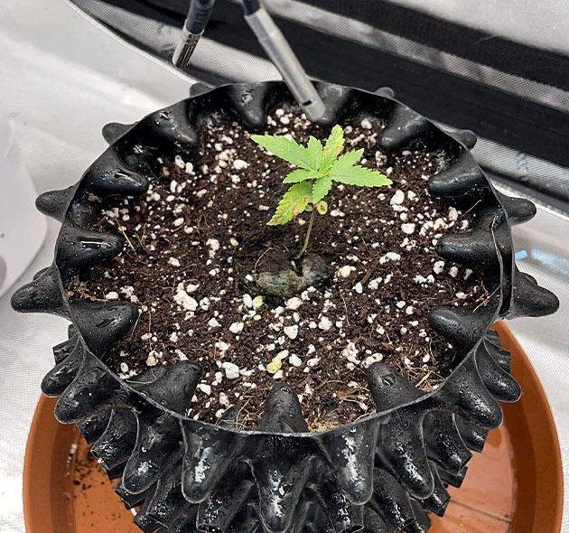 Признаки дефицита кальция и магния Росток Blueberry OG от Barney's Farm на 1 неделе