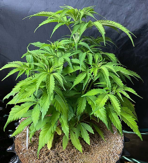 Gorilla Glue #4 дневник по выращиванию