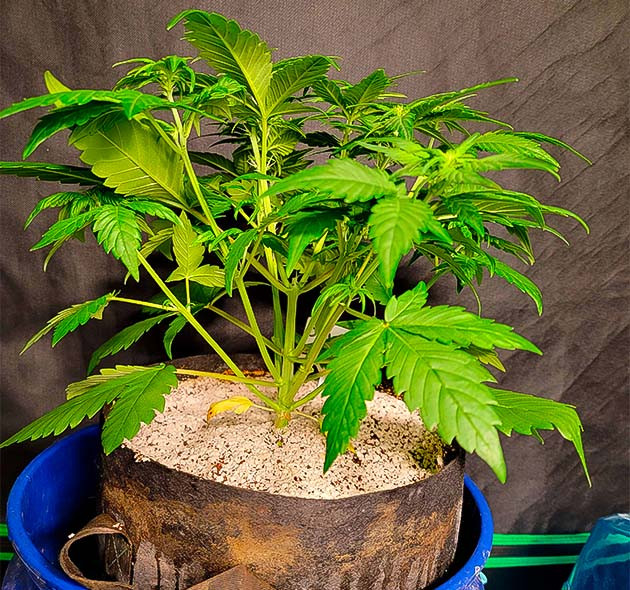 Переход на стадию цветения Куст Sweet Zenzation XL Auto на 4 неделе выращивания