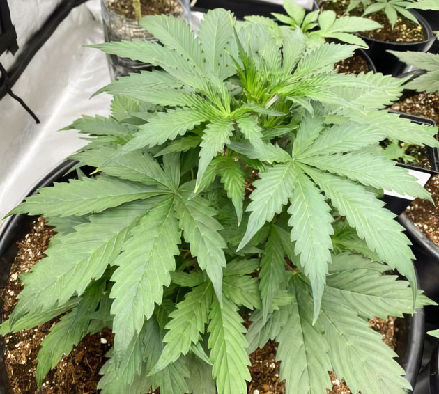 Подготовка марихуаны к переходу в фазу цветения Куст Strawberry Gorilla Auto на 4 неделе выращивания