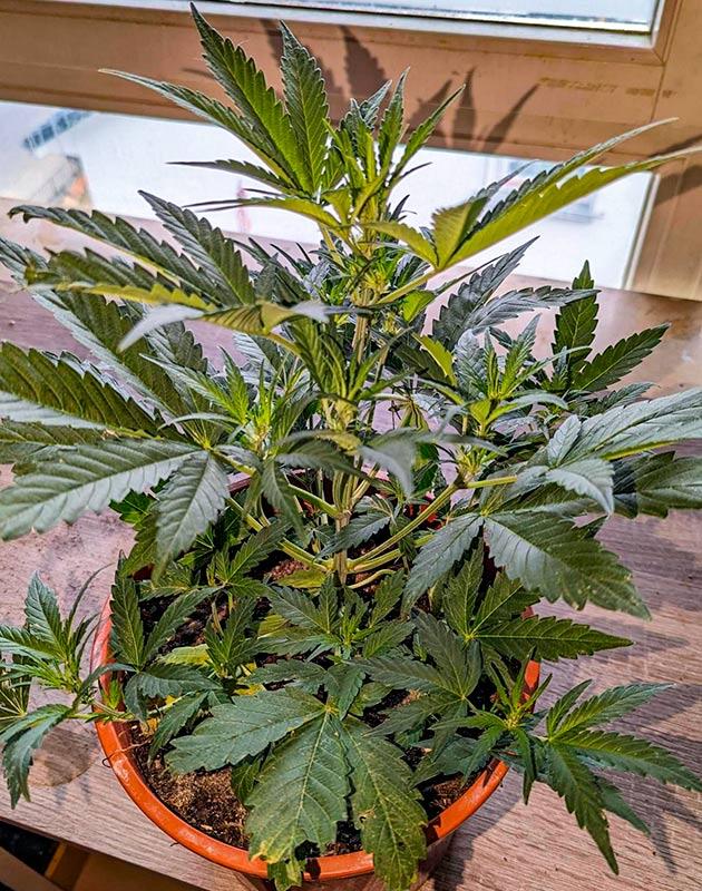 Опыление марихуаны Куст Peach Crescendo Auto RF3 от Ethos Genetics на 4 неделе