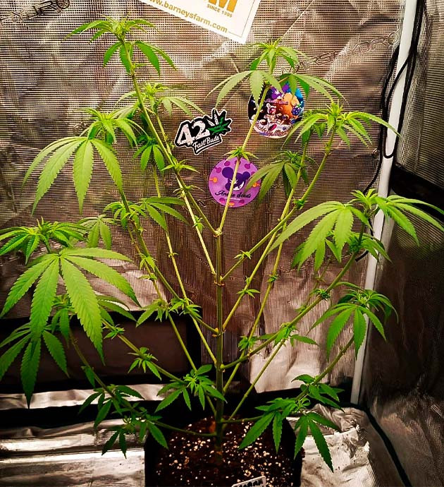 Banana Punch: Ускоренный рост и начало цветения