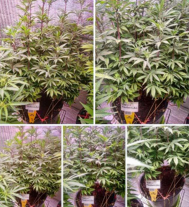 Каннабис перед выходом на полноценное цветение Предцвет конопли