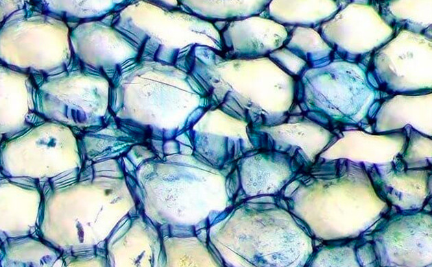 Лист марихуаны под микроскопом Клетки листа марихуаны