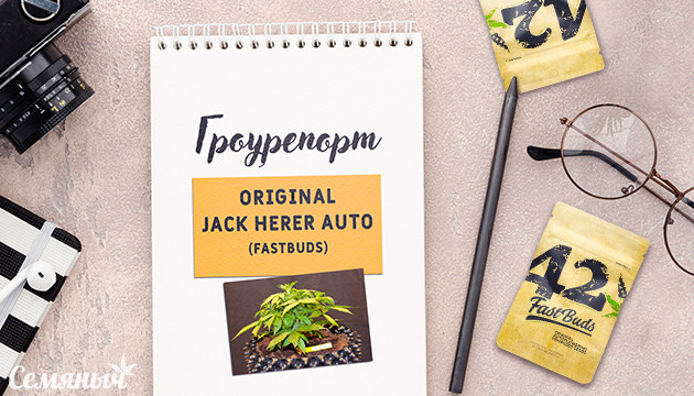 Выращивание сорта Original Jack Here Auto Гроурепорт сорта марихуаны Original Jack Here Auto