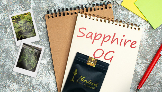 Гроурепорт по выращиванию сорта Sapphire OG