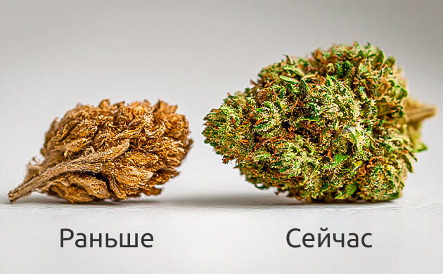 Управление ароматом каннабиса на уровне генетики Уникальные ароматические профили сортов каннабиса