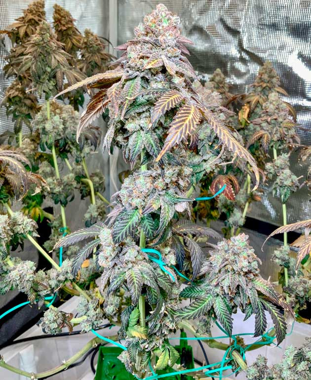 Куст Crescendo RBX1 на последней неделе выращивания