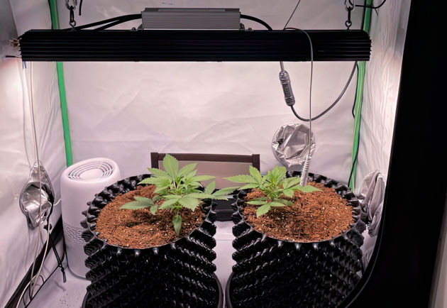 Полив и корректировка питания Растишки Apricot Auto от FastBuds на 2 неделе выращивания