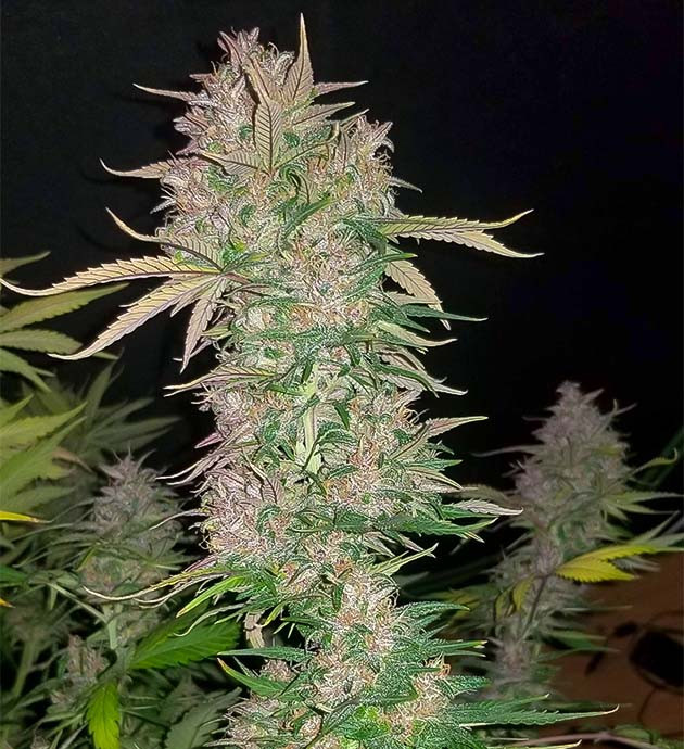 Сбор урожай с куста Purple Juice Auto предхарвест кустов Purple Juice Auto