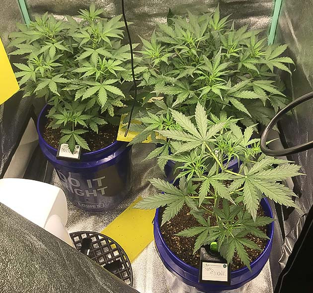 Куст конопли Auto Chocolate Skunk на 3 неделе выращивания Итог выращивания