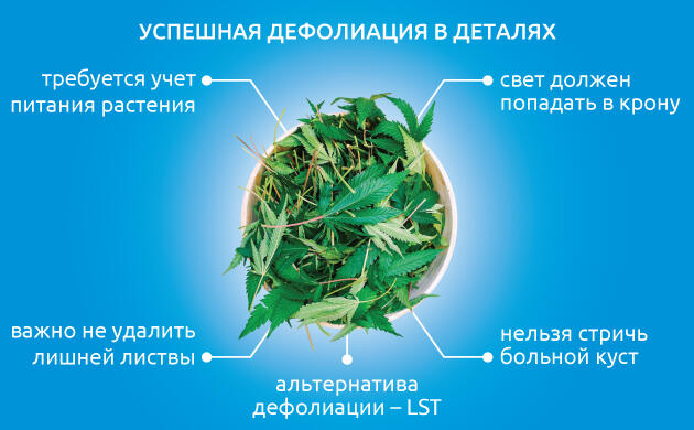 Пункты для успешной дефолиации конопли Советы для успешной дефолиации