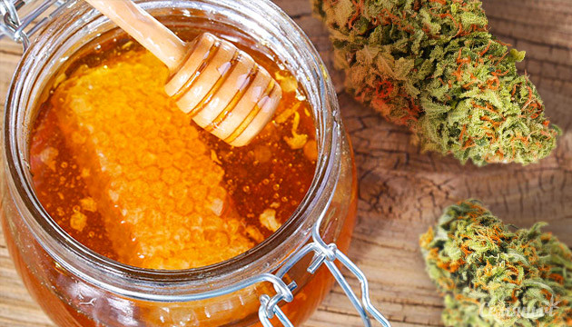 Мед и шишки конопли