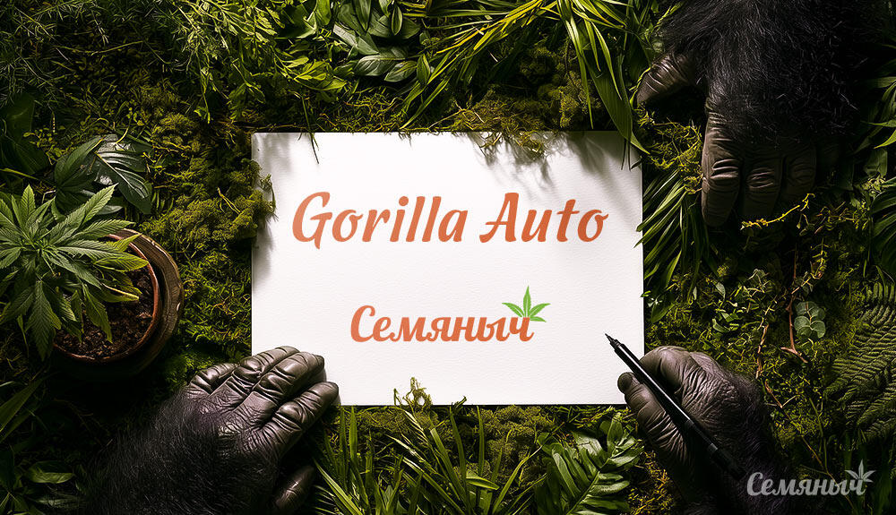 Гроурепорт сорта Gorilla Auto fem от сидбанка Семяныч