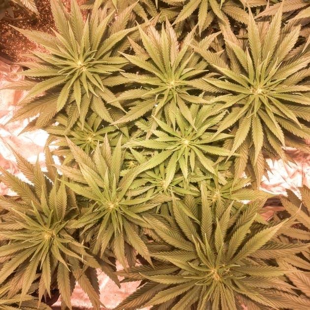 Каннабис в активной фазе цветения Конопля ростом 60 см