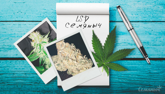 Выращивание сорта марихуаны LSD Сорт марихуаны LSD от сидбанка Семяныч