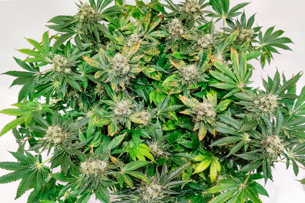 Цветение подходит к концу