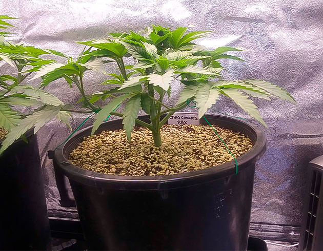 Проведение тренировок марихуаны Куст Ethos Cookies R2 на стадии вегетации