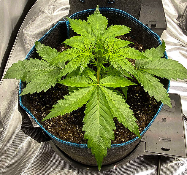 Развитие куста на 3 неделе выращивания 3 неделя выращивания