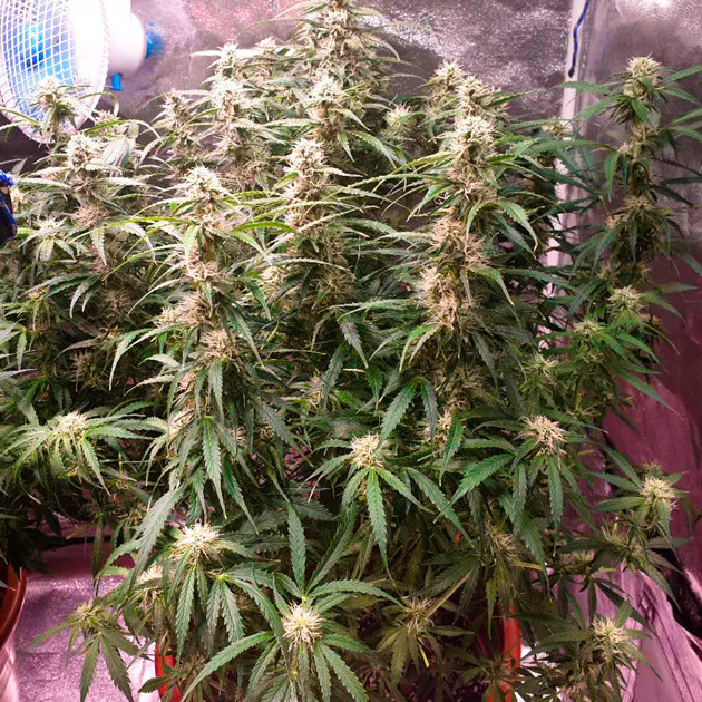 Появление запаха на 8 неделе Куст высотой 60 см