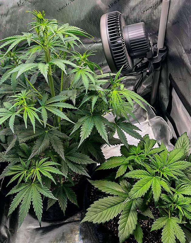 Куст Bruce Banner #3 Auto от Herbies Seeds на 5 неделе