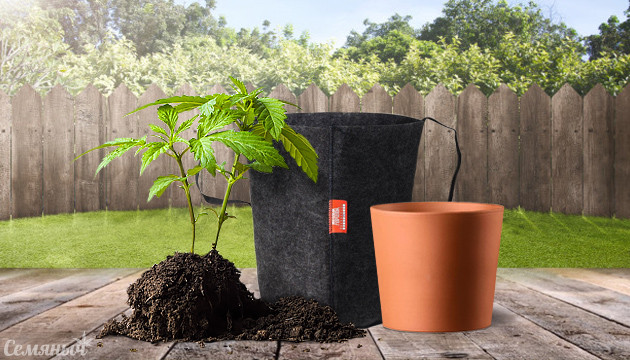 Плюсы и минусы способов выращивания марихуаны в аутдоре