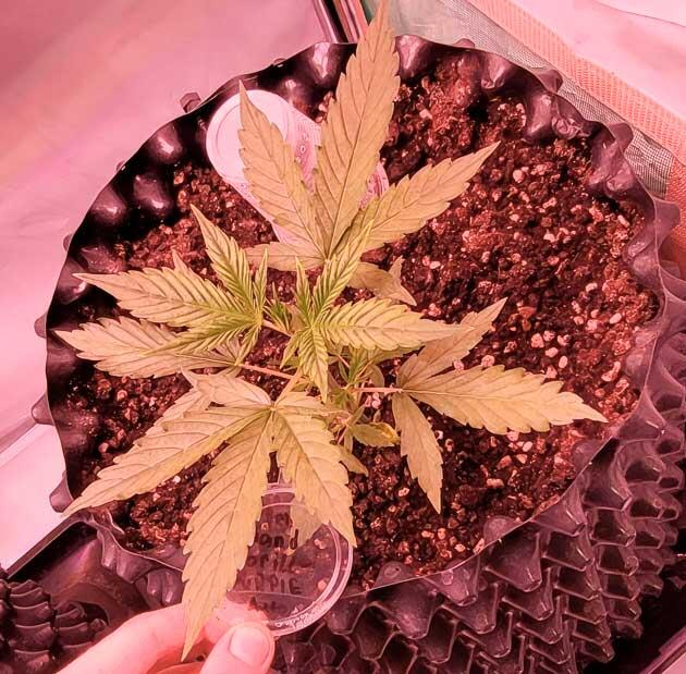 Растишка Grand Gorilla Purple Auto от Семяныча на 3 неделе