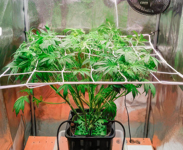 Куст Auto Orange Bud от Dutch Passion ростом 42 см