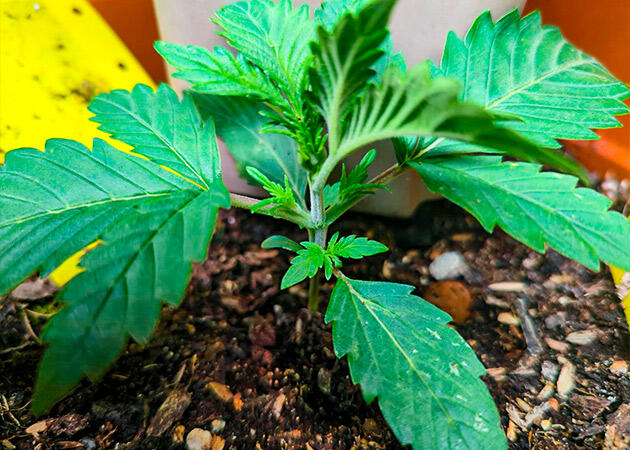 Полив конопли и LST-тренировка Растишка Peach Crescendo Auto RF3 от Ethos Genetics на 2 неделе