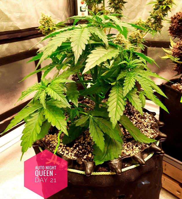 Начало тренировок сорта Auto Night Queen Растяжка ветвей проволокой