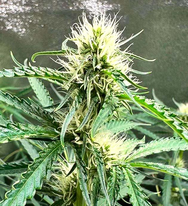 Конопля ростом 75 см Шишка конопли, покрытая трихомами