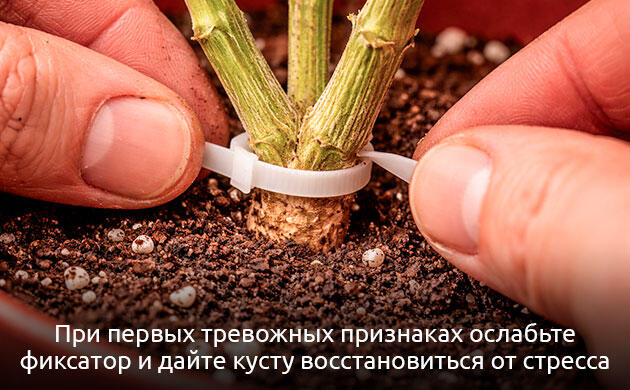 Восстановление растения после кольцевания