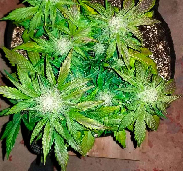 Полив марихуаны Появление фиолетово-синих тонов у конопли