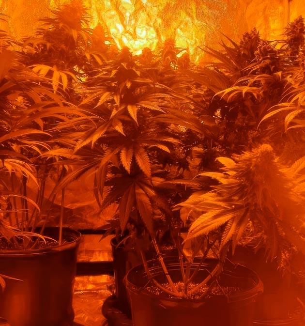 Марихуана на 12 неделе роста Появление фиолетового оттенка у конопли