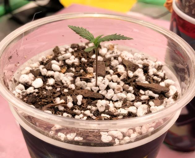 Росток сорта Punchberry Cookies RBX