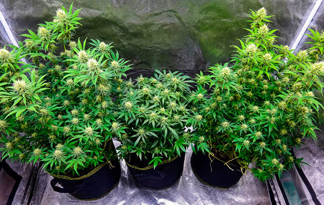 Активное наливание соцветий марихуаны Три куста каннабиса разного размера в разгар цветения