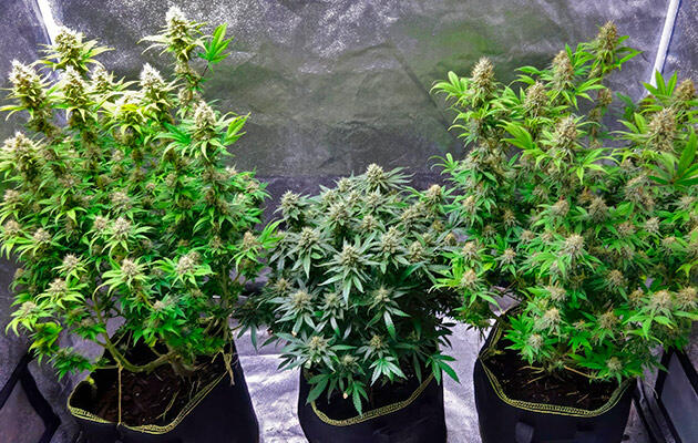 Пятнадцатая неделя: начало финального созревания Плотные соцветия каннабиса с мутными и янтарными трихомами