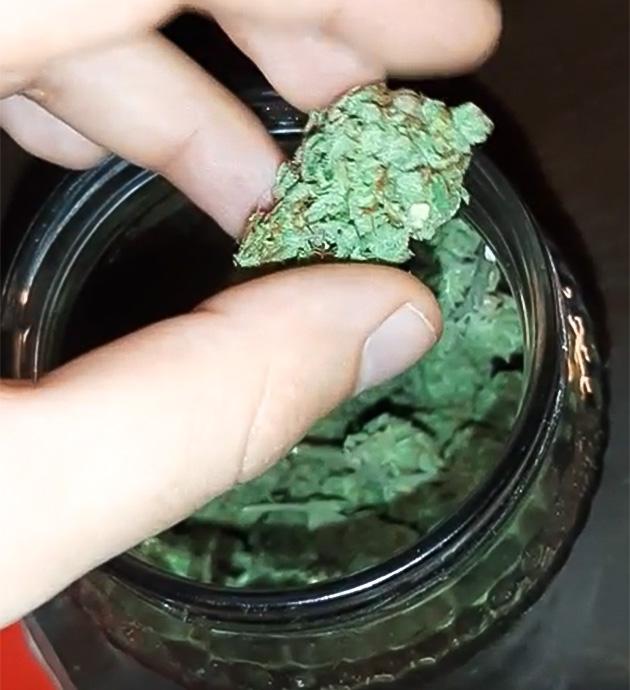 Общие впечатления о грове сорта Sticky Sherbert GG Харвест конопли