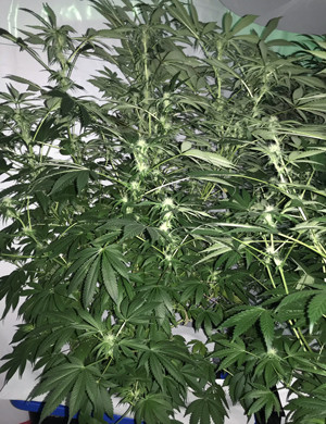 Куст высотой 115 см