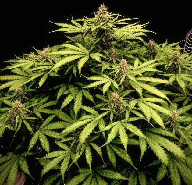 Промывка для очистки растения перед сбором урожая Куст Strawberry Gorilla Auto на 9 неделе выращивания