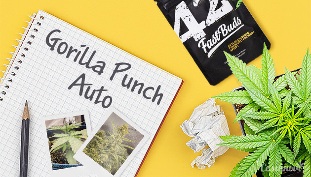 Гроурепорт по выращиванию сорта Gorilla Punch Auto Выращивание сорта конопли Gorilla Punch Auto в индоре