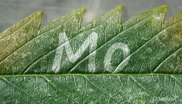 Дефицит молибдена у конопли