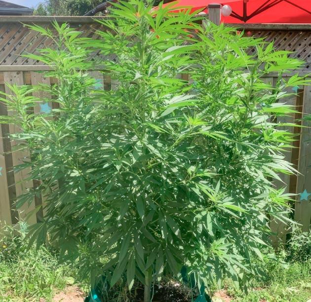 Температурный стресс и мучнистая роса на конопле Jack Herer от Seedkeepers