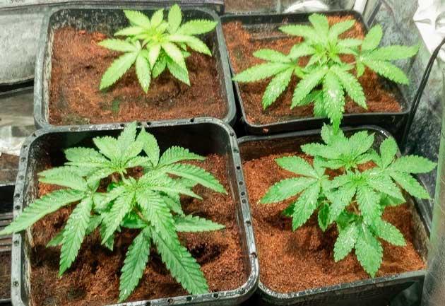 Растишки NUGGZ R1 на 2 неделе выращивания