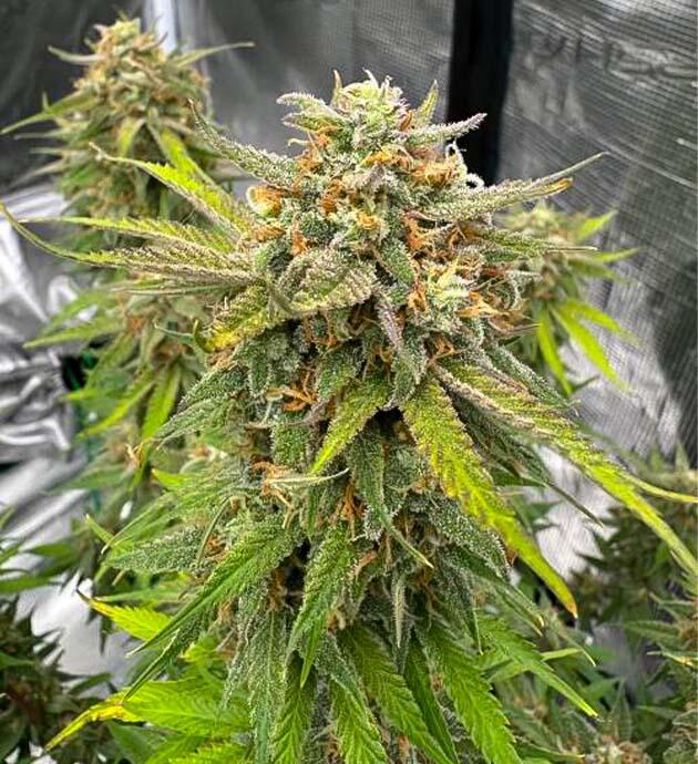 Шишка сорта конопли Cherry Cola Auto RF3