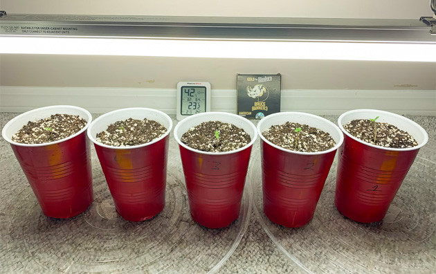 Высаживание пророщенного ростка Проращивание конопли