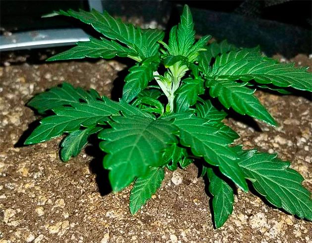 Конопля на 3 неделе выращивания Quarter Pounder Autoflower ростом 10 см