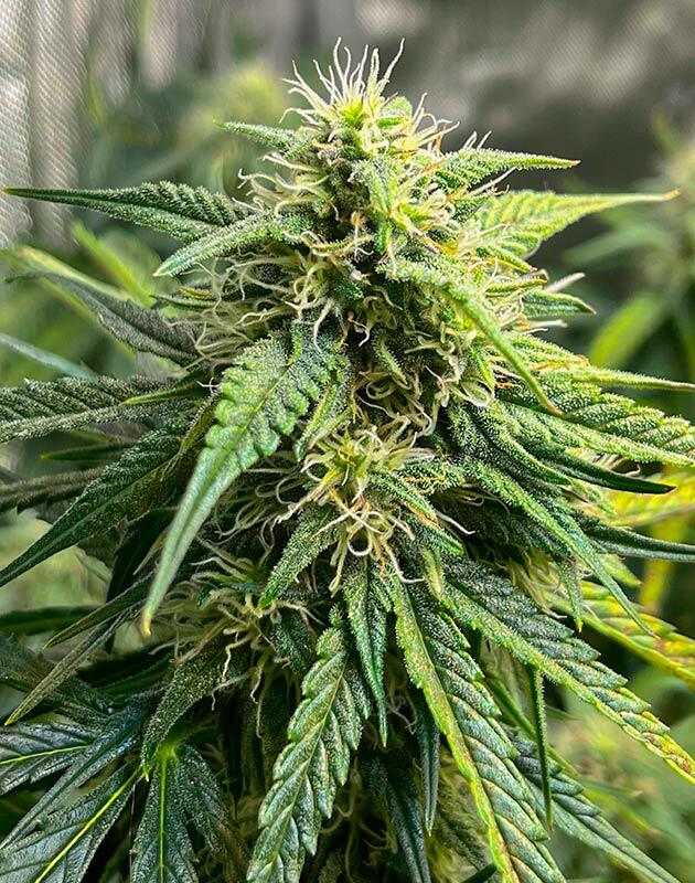 8 неделя Bruce Banner #3 Auto от Herbies Seeds