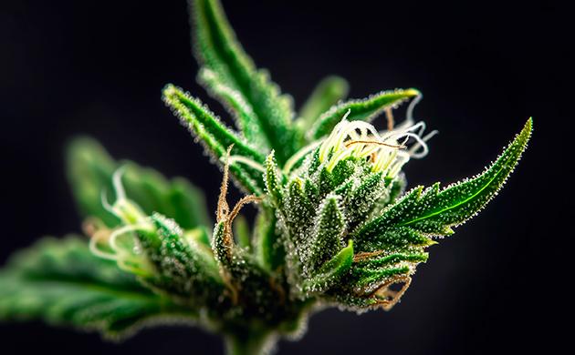 Что в каннабисе не вызывает аллергию?